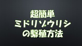 ミドリゾウリムシの繫殖方法     超簡単編