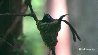 野鳥撮影・ サンコウチョウ♂の給餌　Japanese Paradise Flycatcher