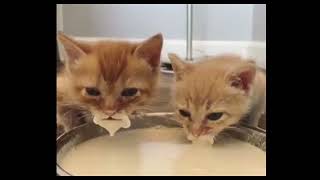 Cutest cat meme Kitten Bro & Sis Milk  Mustache's 💘 Tik Tok Funny #shorts