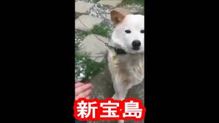 お手を空振りする犬に『新宝島』を合わせてみた