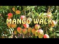 Mango Walk (song and dance)