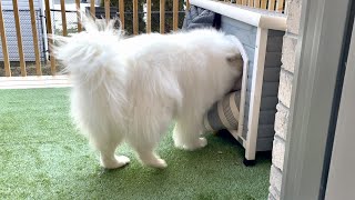 My Dog Is Upset After Seeing Her Baby Sister Intruding Her House