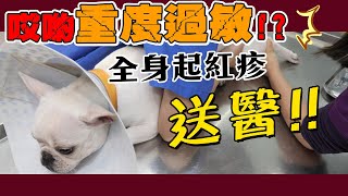 一豬小公主｜哎喲重度過敏!?全身起紅疹送醫!!