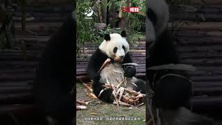 熊猫性别这么不好认的吗？ #giantpanda #熊猫 和叶成妹妹了