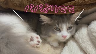 ママさんとは一緒に寝るけどパパさんとは一緒に寝ない子猫ww #66