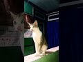 Funny cat reaction 🤣😂🤣 #shorts #youtubeshorts #shortsvideo #funnycats