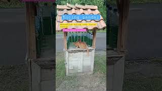 MasyaAllah kucing pintar ini jaga kios minyak tuanya pintar sekali kucing ini subhanallah