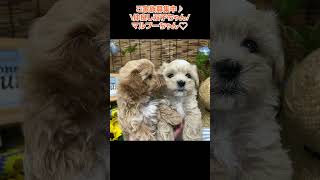 ご家族募集♥仲良し双子マルプーちゃん🐩【横浜ペットショップ ベルドック】#shorts #犬のいる暮らし #マルプー