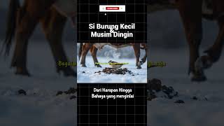 Burung Kecil dan Musim Dingin - Dari Harapan Hingga Bahaya Mengintai