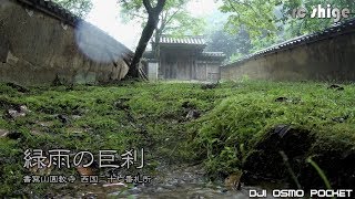 姫路 書写山圓教寺 [緑雨の巨刹] ビデオサロン2019年9月号 ベストムービー受賞 OSMO POCKET