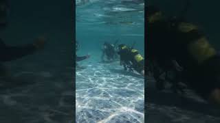 Kids Diving @ Kos with Kos Divers 2024