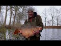 🤯😯 bizarre carp stocking in the netherlands 🤯😯 big carp for hidden carp lake