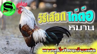 วิธีเลือกไก่ต่อหมาน ควรเลือกจากอะไรอันดับเเรก สำหรับมือใหม่