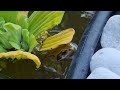 frog time  #wildlife #frog #froglife #wildlifepond