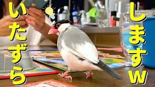 文鳥といっしょに人生ゲームを始めてみた結果www Java sparrow