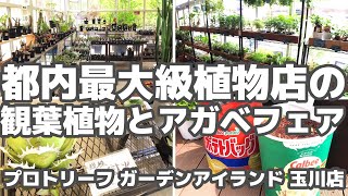 【アガベフェア】都内最大級の植物店で観葉植物とビザールプランツに浸る【プロトリーフガーデンアイランド玉川店】