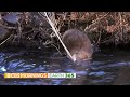 Scientists use beavers to create drought and fire-resistant landscapes