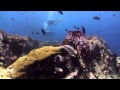 Planet Scuba, Koh Tao. Chumphon Pinnacle