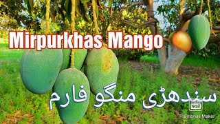 Sindh Ka Sindhrii Mango I Aamb I Mirpurkhas Mangos Farm I @Vlogs I