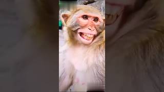 Kothi video🙉मैं हूं मौन्की status #shorts #kothiya #monkey #speednitin #newstatus #funnyvideo