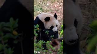 23.10 睡觉中，没有果果笋笋勿打扰 #大熊猫润玥 #大熊猫 #panda