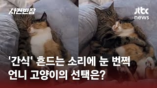 "건들지 마" 집사에게 눈빛…사이좋게 누워있는 '고양이 자매' #글로벌픽 / JTBC 사건반장