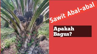 Sawit abal-abal usia 7 tahun