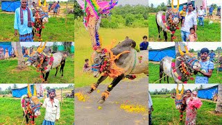 SMS GARUDA 💥 decoration and running video #jallikattu