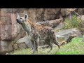 ハイエナのお食事タイム　天王寺動物園　2017.10.24