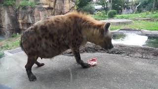 ハイエナのお食事タイム　天王寺動物園　2017.10.24