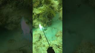 Spearfishing MANGROVE SNAPPER