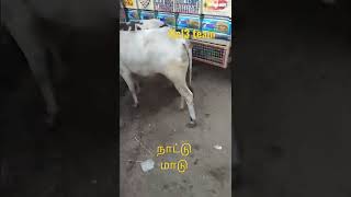 கிடை மாடு |கல்லை மாவட்டத்தில்| அதிகமாக விற்பனைக்கு வரும் இடம்