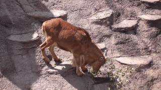 天王寺動物園　アフリカサバンナ