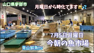 【魚市場】【月曜日なのに時化😓】【天然タイ高値】今朝の魚市場7月5日月曜日の水揚げ状況！