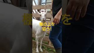 バレて！飼い主の手に八つ当たりする可愛いサラちゃん🐐 #goat #やぎ #雌ヤギ