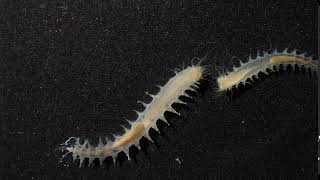 Snippet: Tiny worm makes one of the loudest sounds in the ocean