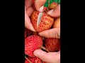 🍓🍇how to cut lychee 🍓🍇 fresh fruit cutting in my farm