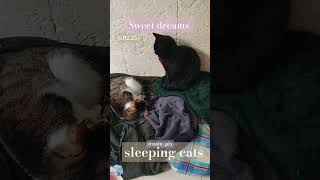 Sleeping cats pets animal