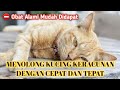 CARA MENGATASI KUCING KERACUNAN DENGAN CEPAT | PERTOLONGAN PERTAMA KUCING KERACUNAN