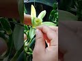 vanilla flower pollination 💚💚