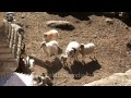 Watch Ladakhi Man Throw Lamb Towards The Sheep