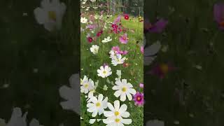 Flores da planta cosmos. (Cosmos bipinnatus)