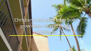 Daily Bible Study What Do Christians And Palm Trees Have In Common?