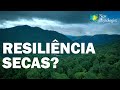 Florestas podem proporcionar resiliência à secas induzidas por mudanças climáticas