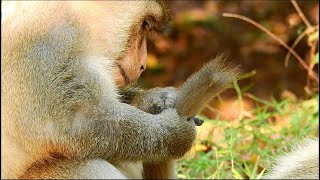 Cutest Big King Mak Was Change Best Grooming With Big Aseop Macaque And Little