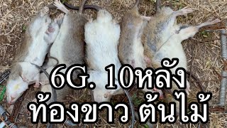 ดักหนูท้องขาวด้วยข้าวโพดแห้ง+6Gยังหมานคือเก่า