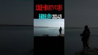 北海道十勝川河口の釣り（2023.4.25）　鮭の稚魚を追い回すアメマスを狙い撃つ　長編動画も公開中　＃Shorts