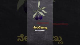 ನೇರಳೆ ಹಣ್ಣು (neralehannu) = Java Plum | Kannada to English