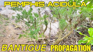 HOW TO MAKE BANTIGUE BONSAI THE SUSTAINABLE WAY?- PEMPHIS ACIDULA BONSAI PROPAGATION