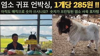 [염소 귀표 언박싱]중국에서 물 건너온 귀표(이표) 👂 언박싱을 찍은 보어아빠와 보어누나! 귀표 하나당 285원이면 완전 🐶이득이쥬!! 염소 농장의 핫템, 꿀템 구경 오세요!